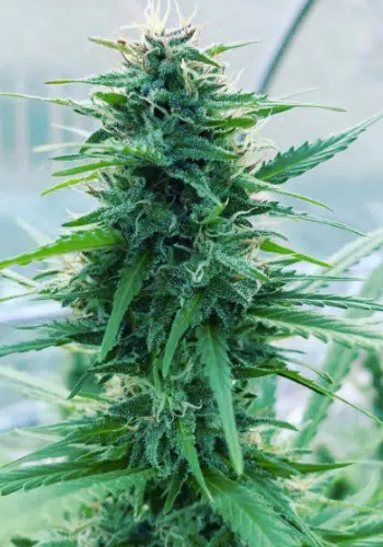 Moonshine Haze cannabis strain flowering with large bud. Grown from Moonshine Haze seeds by Rare Danknes seedbank