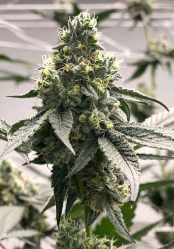 Pamelina marijuana strain grown from Pamelina seeds by Rare Dankness