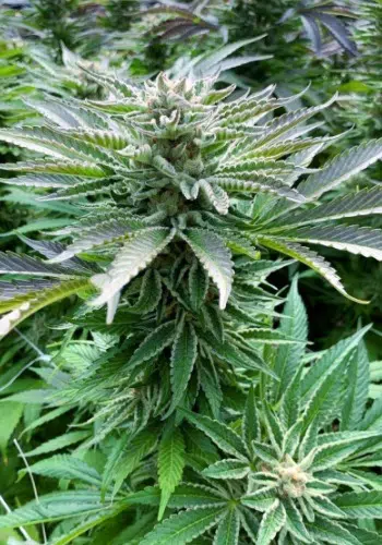Splendozo marijuana strain flowering. Grown from Splendozo seeds by Dank Terpenes