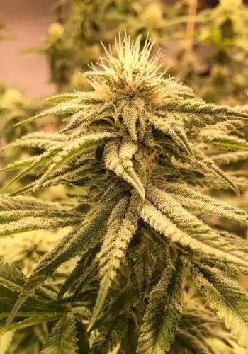 Wild OG cannabis strain growing indoors from Wild OG seeds by Jungle Boys seedbank