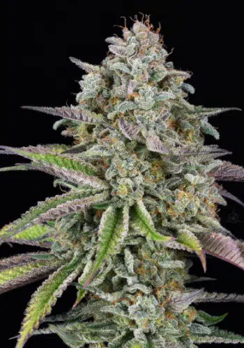 501st OG marijuana strain grown from 501st OG regular seeds by Rare Dankness