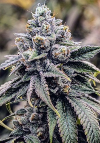 Blue Cookies marijuana strain grown from Guru Fire seeds