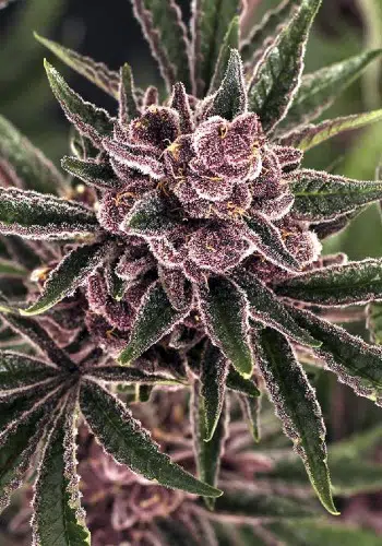 Tropical Fuel marijuana strain grown from Tropical Fuel cannabis seeds by Exotic Seeds