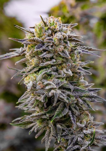 Malsana Cookies cannabis strain grown by exotic seeds