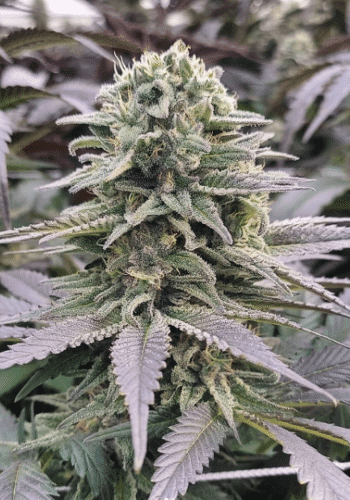 Double Kush Cake marijuana strain grown from Guru Fire collection by Guru Seeds