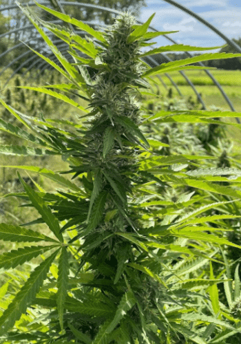 Lemonade marijuana strain grown from Guru Fire seed collection by Guru Seeds