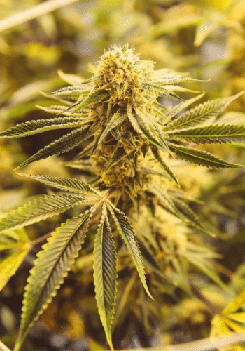Strawberry Cake marijuana strain grown from seeds by Heavyweight seeds