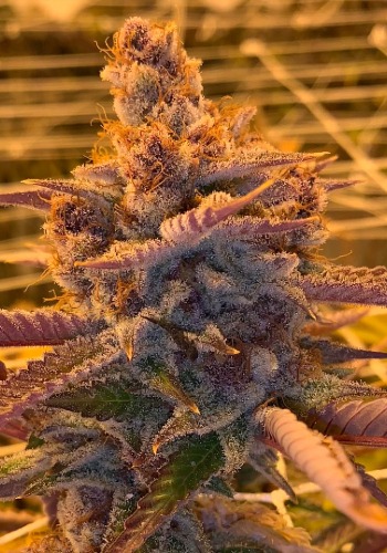 Strawpaya marijuana strain grown from regular seeds by Oni Seed Co