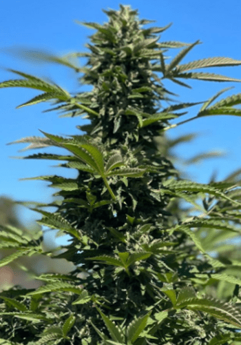 Sugar Cane marijuana strain grown from Guru Fire seeds