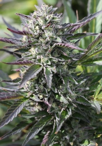 Ahayuasca Purple marijuana strain by Barney's Farm