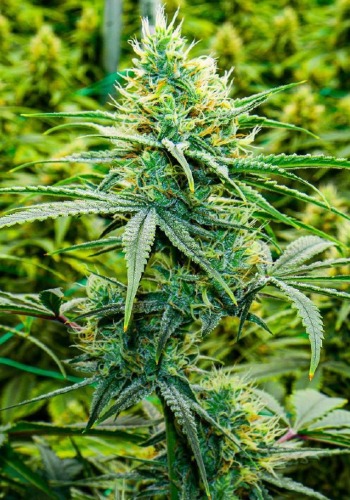 Amnesia Haze marijuana strain grown from cannabis seeds from Barney's Farm seedbank