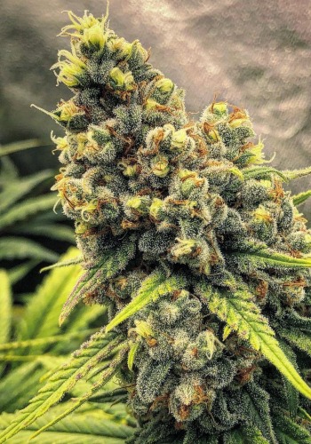Bad Azz Kush marijuana strain grown from Barney's Farm seeds