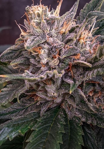 Blackhawk Auto marijuana strain grown from Big Monster seeds
