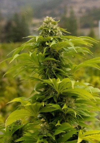 Currylato marijuana strain grown from seeds by the Plug Seedbank