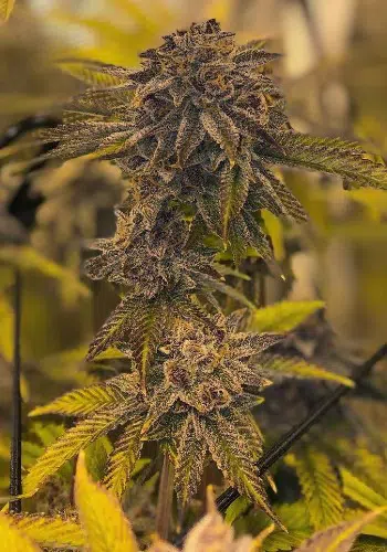Forbidden Fruit Cake marijuana strain grown from seeds by the Plug Seedbank