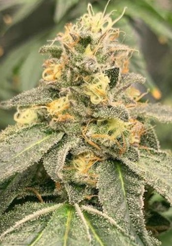 Funky Charm marijuana strain by Exotic Genetix grown from seeds