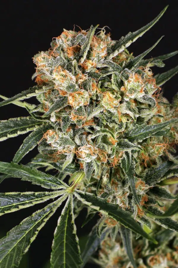 Hippie Therapy CBD marijuana strain by Exotic Seed