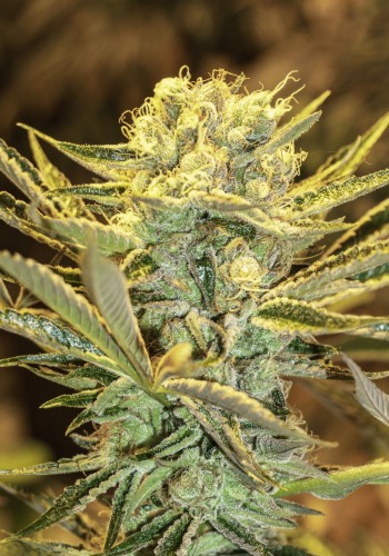Hippieberry marijuana strain by Exotic Seed