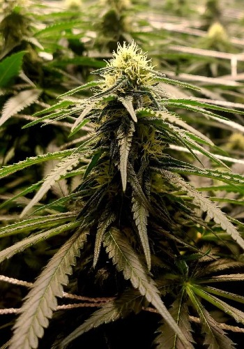 Melonaide Zkittlez marijuana strain grown from seeds by The Plug Seedbank
