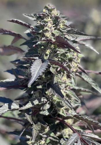 Slapz marijuana strain by Exotic Genetix grown from Slapz seeds