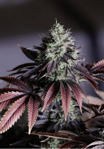 Spumoni marijuana strain grown from seeds by the Plug Seedbank