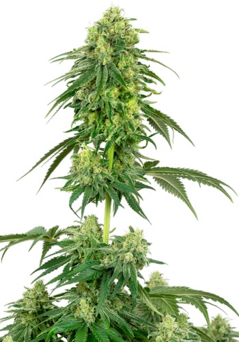 Strawberry Kush marijuana strain grown from Strawberry Kush seeds by Sensi Seeds