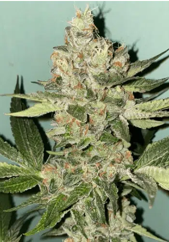 Biscotti marijuana strain grown from Biscotti seeds by the Plug Seedbank