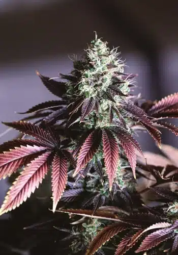 Purple Kosher marijuana strain grown from DNA Genetics seeds