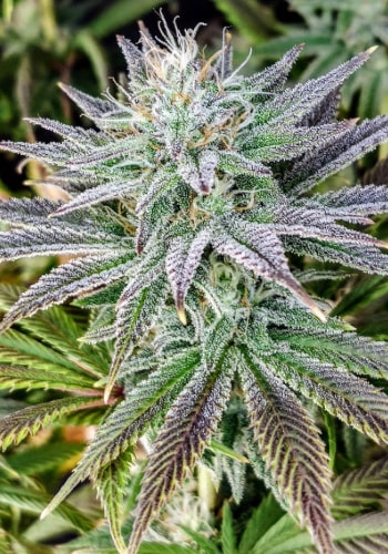 Zaitai cannabis strain grown from marijuana seeds by Clearwater Genetics